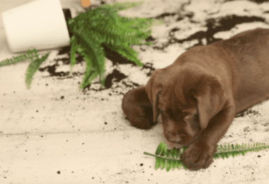 puppy with knocked-over house plant